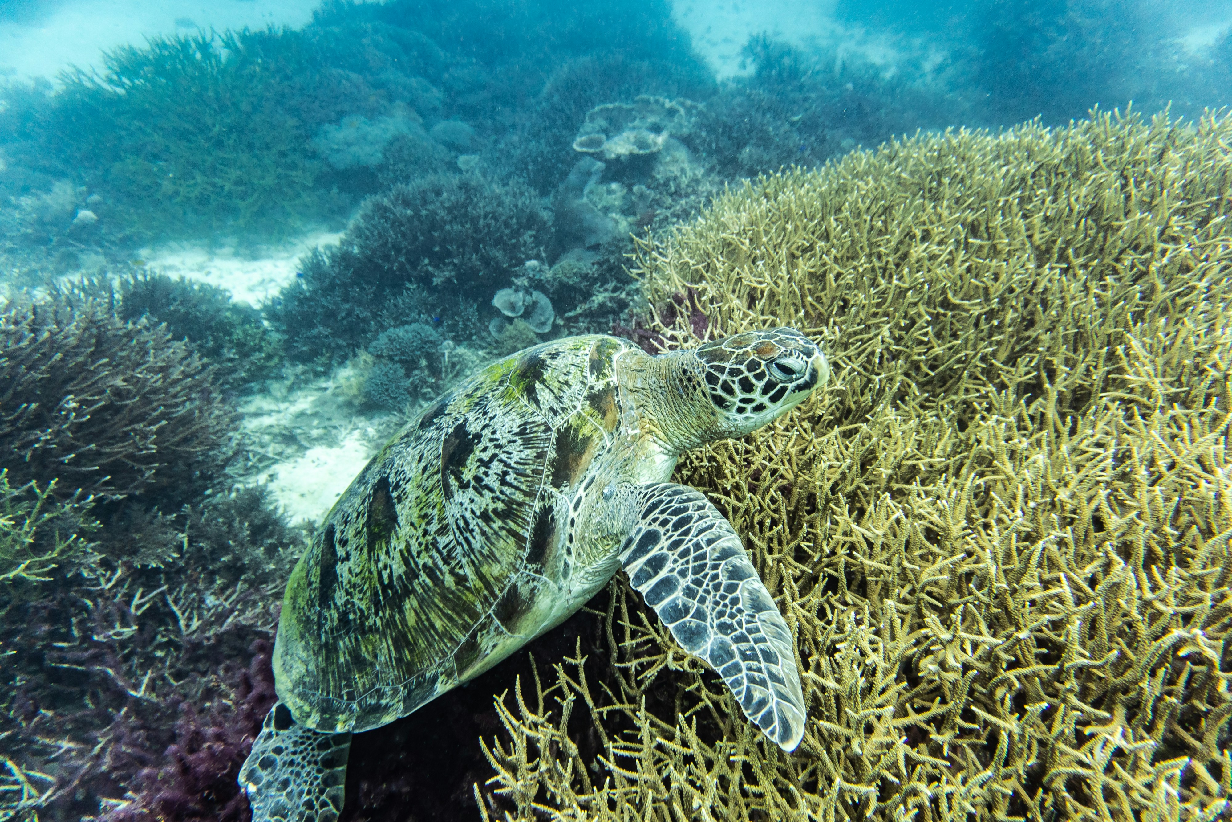 A sea turtle gliding over the coral reef at Hikkaduwa, Sri Lanka