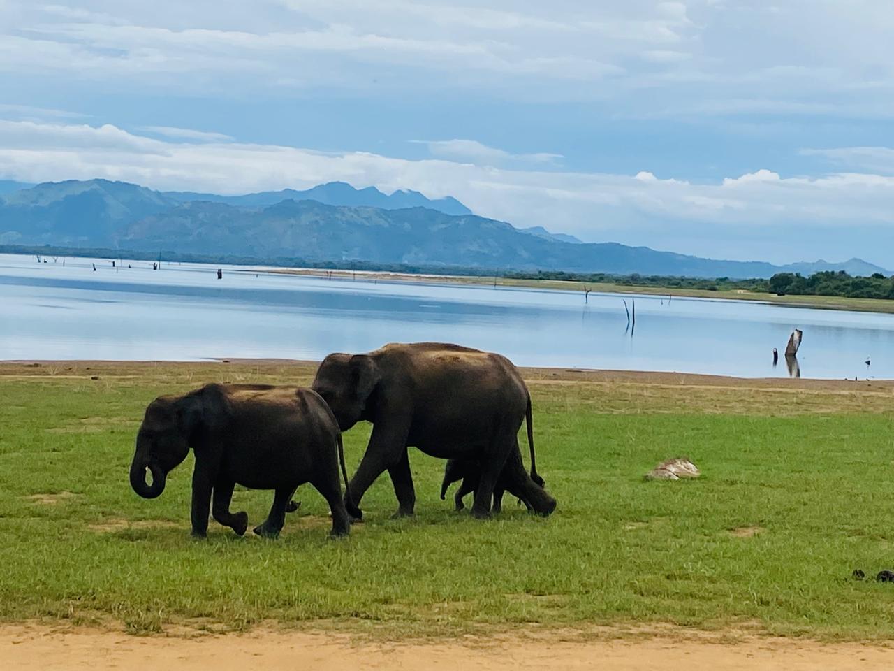 Wild elephants at the Udawalawe Reservoir, Sri Lanka