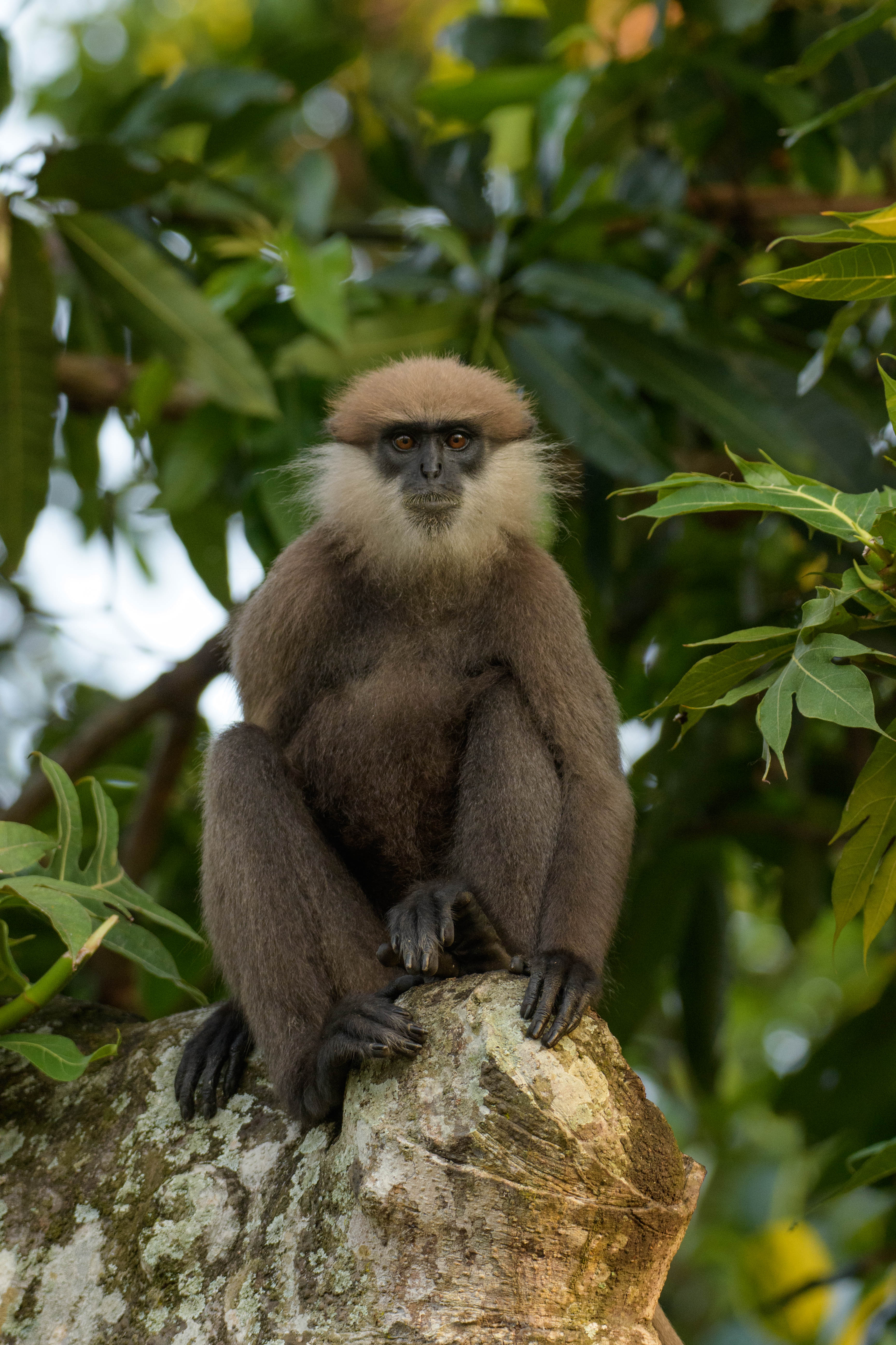 Purple-faced langur in Sri Lanka